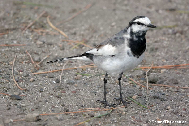 Motacilla alba lugens-4