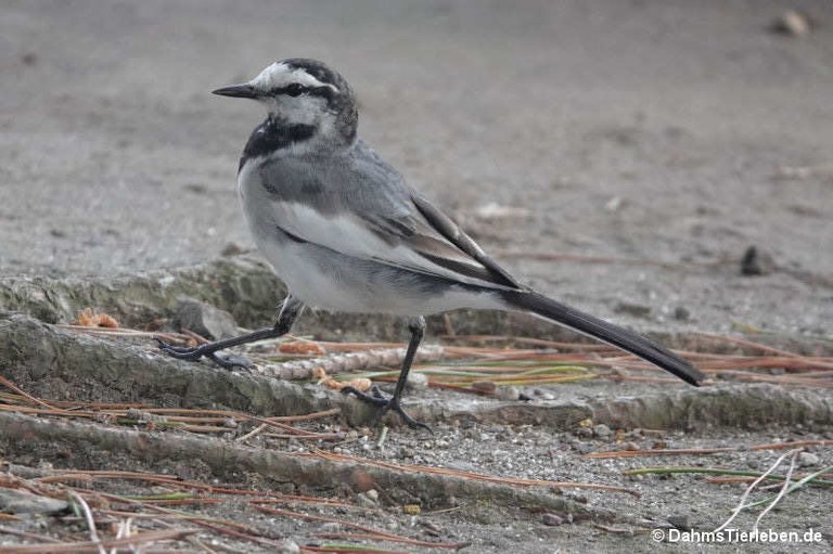 Motacilla alba lugens
