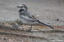 Motacilla alba lugens