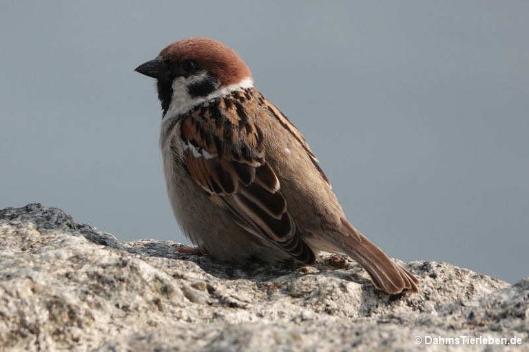 Passer montanus saturatus
