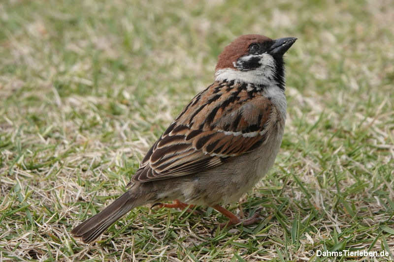 Passer montanus saturatus