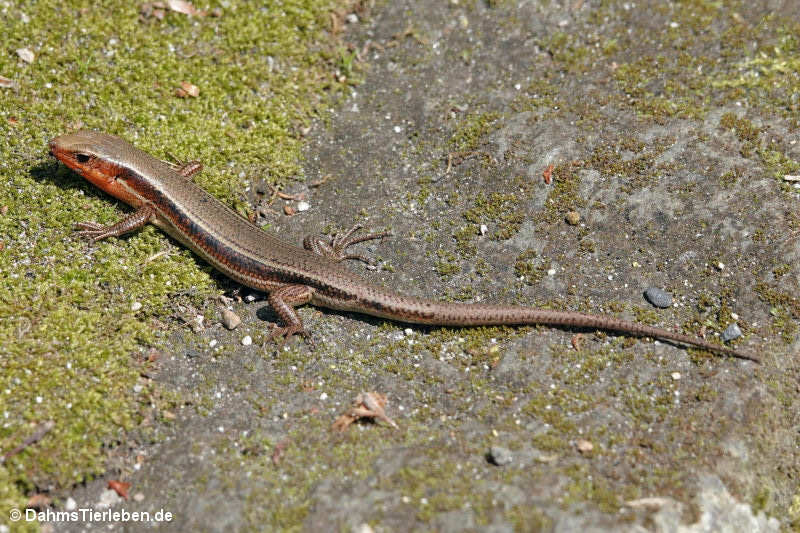 Plestiodon japonicus-2