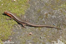 Plestiodon japonicus-2