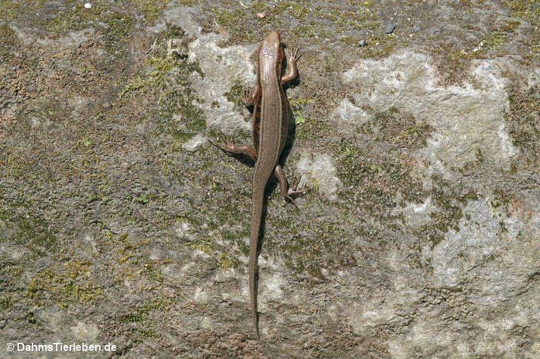 Plestiodon japonicus