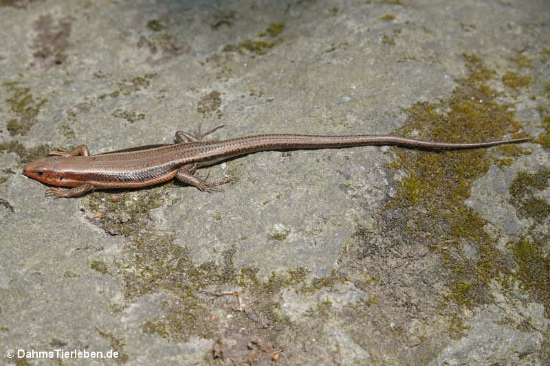 Fünfstreifiger Skink Plestiodon japonicus-1