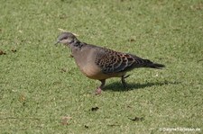 Streptopelia orientalis-5