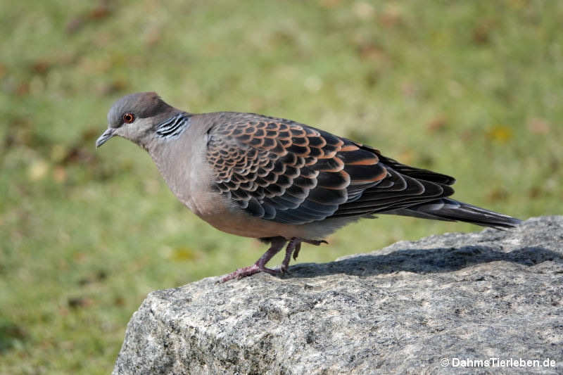 Streptopelia orientalis-4