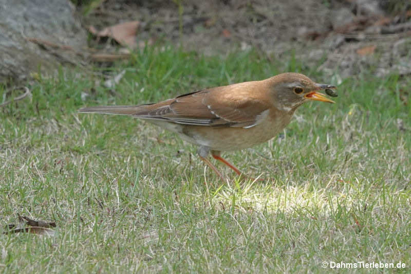 Turdus pallidus-2