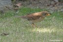 Turdus pallidus