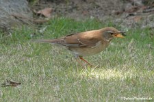 Fahldrossel (Turdus pallidus)
in Kagoshima, Japan Turdus pallidus-2