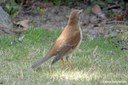 Turdus pallidus