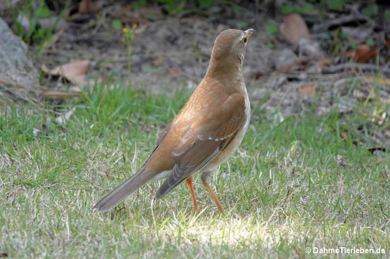 Turdus pallidus