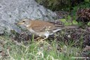 Turdus pallidus