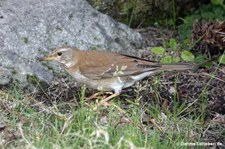 Fahldrossel (Turdus pallidus)
in Kagoshima, Japan Turdus pallidus-1