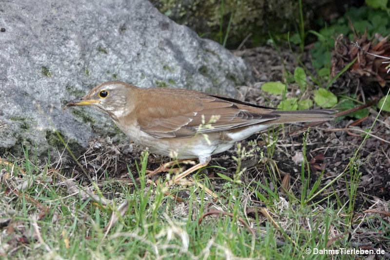 Turdus pallidus-1