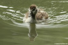 Junge Nilgans (Alopochen aegyptiaca) am Kalscheurer Weiher in Köln