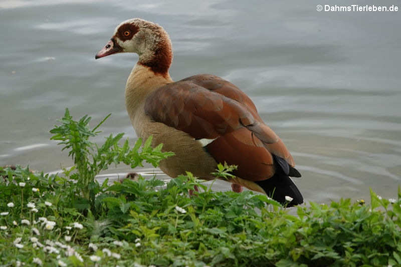 Nilgans (Alopochen aegyptiaca)