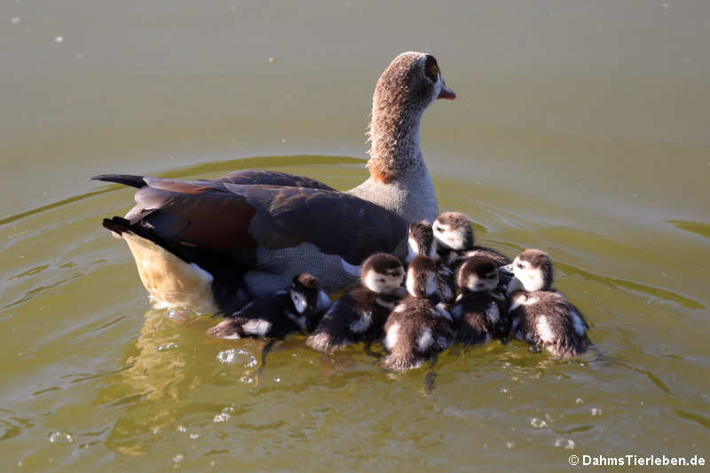 Nilgans mit Jungtieren