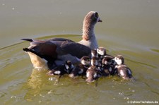 Nilgans (Alopochen aegyptiaca) mit Jungtieren am Kalscheurer Weiher