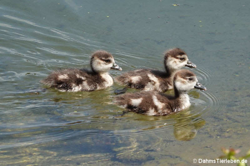 Junge Nilgänse