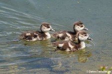 Junge Nilgänse (Alopochen aegyptiaca) am Kalscheurer Weiher in Köln