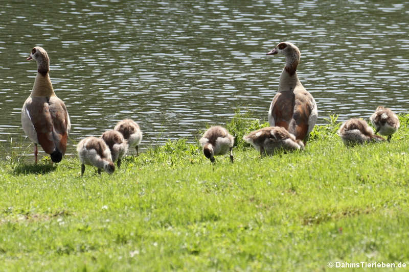 Familienauflug der Nilgänse auf dem Land