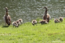 Nilgänse (Alopochen aegyptiaca) am Kalscheurer Weiher in Köln