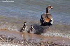 Nilgans mit Jungtieren auf dem Kalscheurer Weiher in Köln