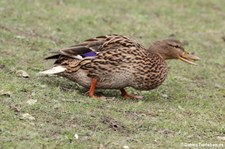 weibliche Stockente (Anas platyrhynchos platyrhynchos) am Kalscheurer Weiher, Köln