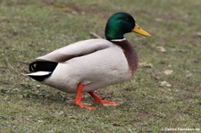 männliche Stockente (Anas platyrhynchos platyrhynchos) am Kalscheurer Weiher, Köln