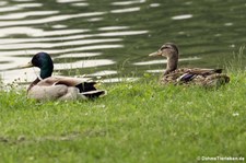 Stockenten (Anas platyrhynchos platyrhynchos) am Kalscheurer Weiher, Köln