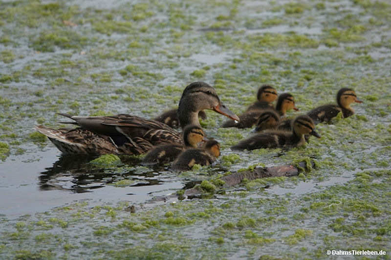 Gewöhnliche Stockenten Anas platyrhynchos platyrhynchos-3