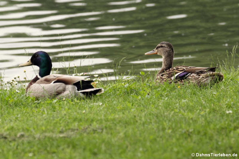 Stockenten (Anas platyrhynchos platyrhynchos)