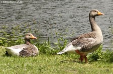 Graugänse (Anser anser) am Kalscheurer Weiher in Köln