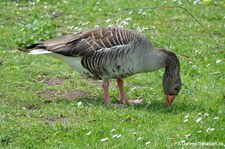 Graugans (Anser anser) am Kalscheurer Weiher in Köln