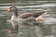 Graugans (Anser anser) am Kalscheurer Weiher in Köln