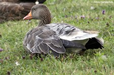 Graugans (Anser anser) am Kalscheurer Weiher in Köln