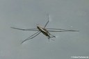 Aquarius paludum