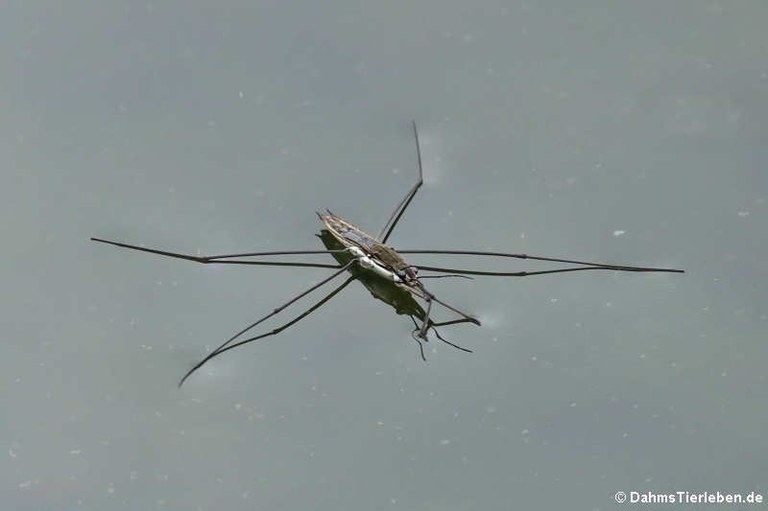 Aquarius paludum