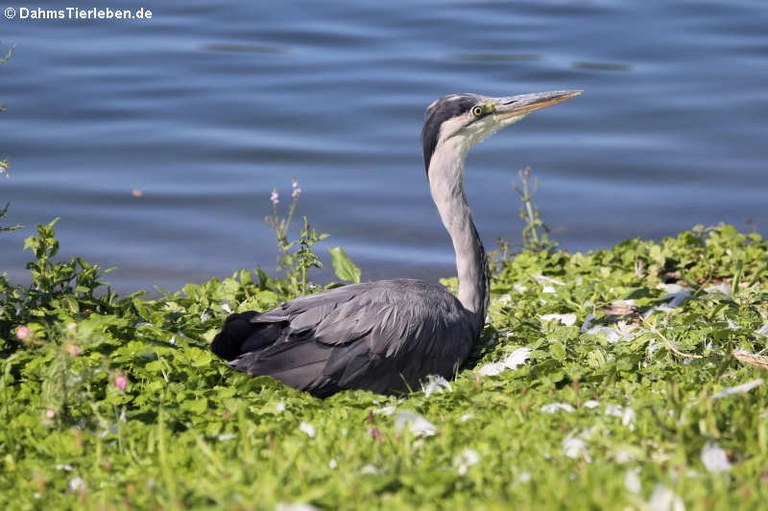 Ardea cinerea cinerea