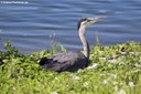 Ardea cinerea cinerea