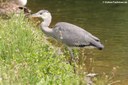 Ardea cinerea cinerea