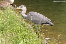 Graureiher (Ardea cinerea cinerea) am Kalscheurer Weiher in Köln