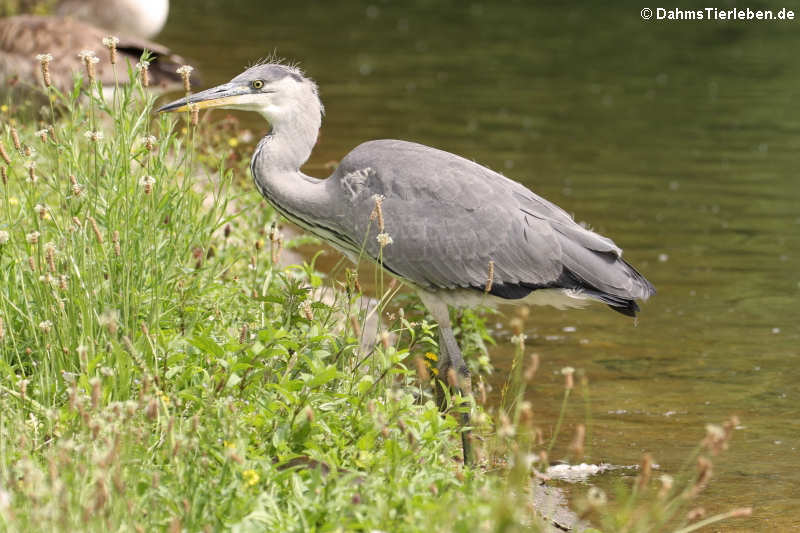 Graureiher (Ardea cinerea cinerea)