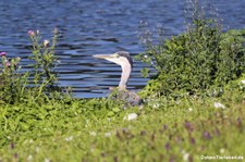 Graureiher (Ardea cinerea cinerea) am Kalscheurer Weiher in Köln