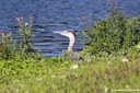 Ardea cinerea cinerea