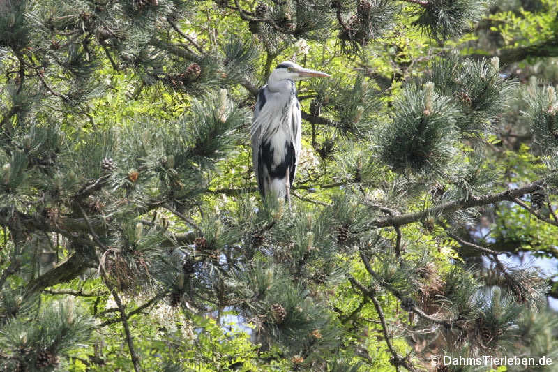 Graureiher (Ardea cinerea cinerea)