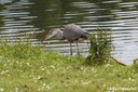 Ardea cinerea cinerea