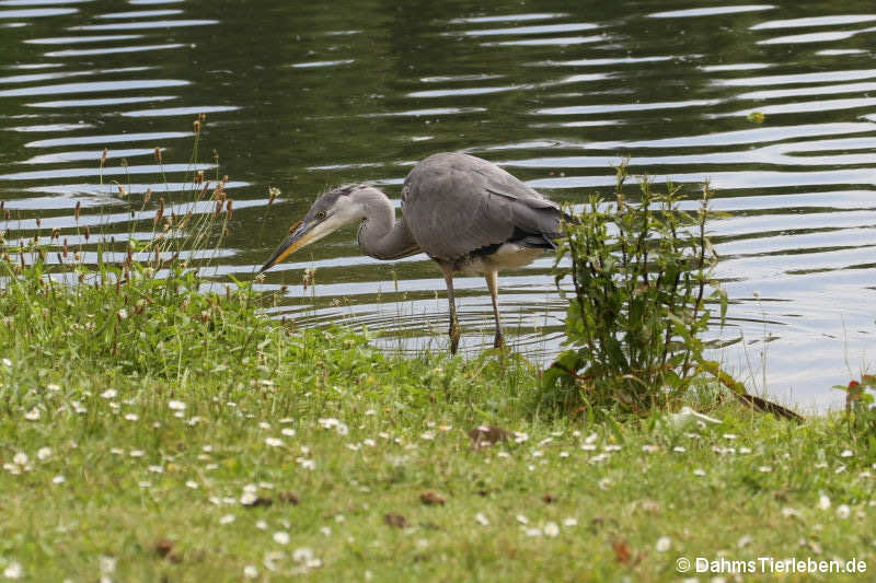 Graureiher (Ardea cinerea cinerea)