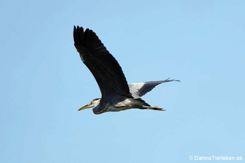 Graureiher (Ardea cinerea cinerea)